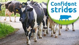 Leicestershire: Taking steps to enhance cow mobility